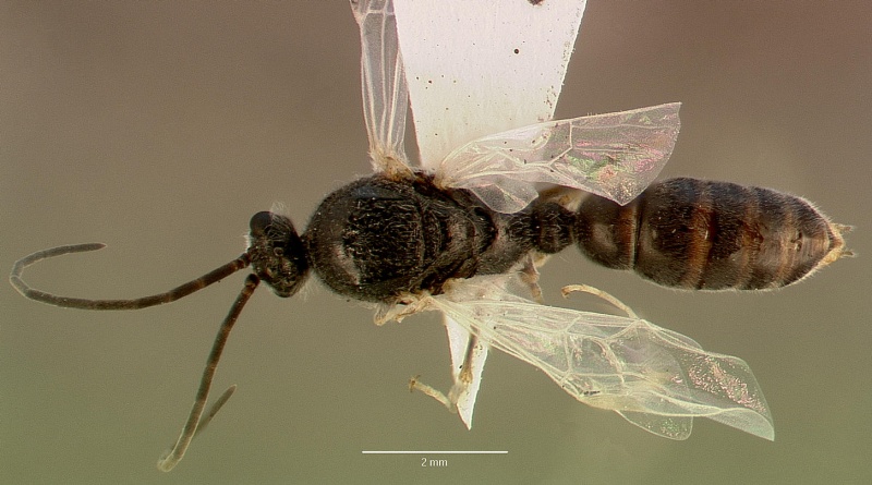 File:Pachycondyla laevissima sam-hym-c008789b dorsal 1.jpg