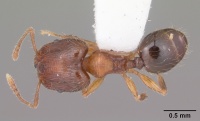 Pheidole moerens casent0104525 dorsal 1.jpg