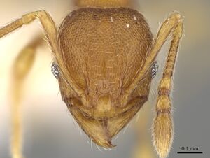 Pheidole perissothrix CASENT0611576 h.jpg