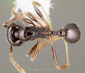 Pheidole pilifera casent0005762 dorsal 1.jpg