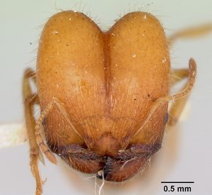 Pheidole virago casent0103484 head 1.jpg