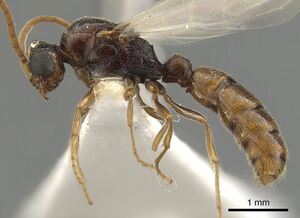 Sphinctomyrmex rufiventris casent0900323 p 1 high.jpg