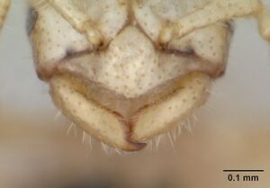 Tropidomyrmex elianae casent0173620 head 2.jpg