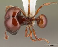 Acanthomyrmex concavus casent0101062 dorsal 1.jpg