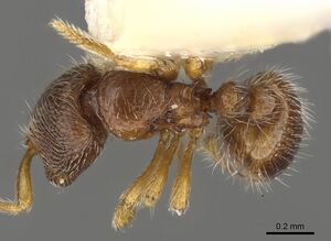 Adelomyrmex samoanus casent0901015 d 1 high.jpg