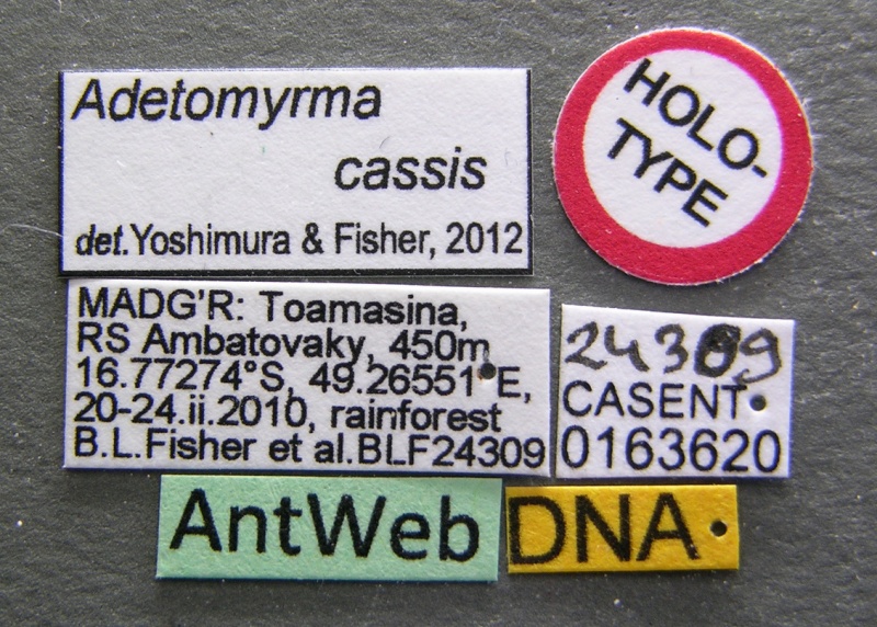 File:Adetomyrma cassis casent0163620 l 1 high.jpg