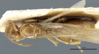 Aphaenogaster sangiorgii casent0904171 d 1 high.jpg