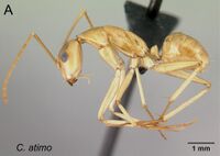 Camponotus atimo 43a.jpg