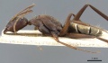 Camponotus flavomarginatus casent0905793 p 1 high.jpg