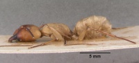Camponotus gerberti casent0102309 profile 1.jpg