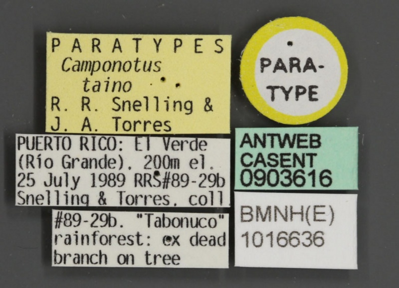 File:Camponotus taino casent0903616 l 1 high.jpg