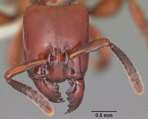 Centromyrmex bequaerti casent0104136 head 1.jpg