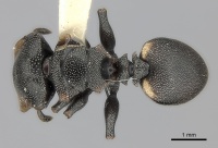 Cephalotes biguttatus D casent0217834.jpg