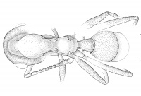 Grimaldi Agosti Carpenter 1997-23 Fig.jpg