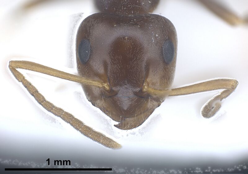 File:Lasius excavatus antweb1041440 h 2 high.jpg