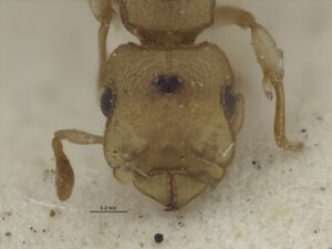 MCZ-21127 Colobostruma leae holotype head.jpg