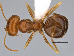 Melophorus inconspicuus anic32-006700-2 d 1 high.jpg