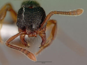 Myrmecina graminicola casent0008643 head 1.jpg