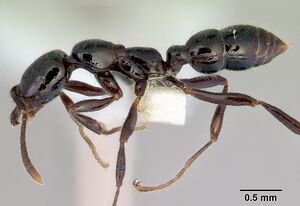 Onychomyrmex hedleyi casent0172260 profile 1.jpg