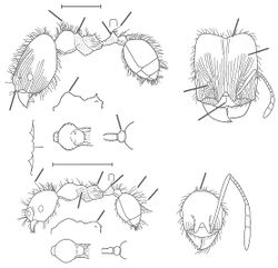 Pheidole manuana Wilson 2003.jpg