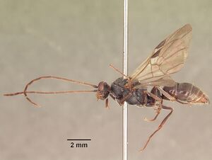 Phrynoponera gabonensis sam-hym-c002826 profile 2.jpg