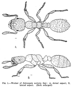 Solenopsis molesta - AntWiki