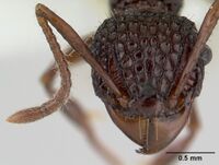 Acanthomyrmex ferox casent0178572 head 1.jpg