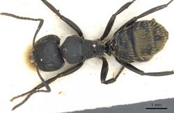 Camponotus amphidus casent0903484 d 1 high.jpg