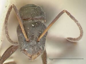 Camponotus cameratus focol2329 h 1 high.jpg