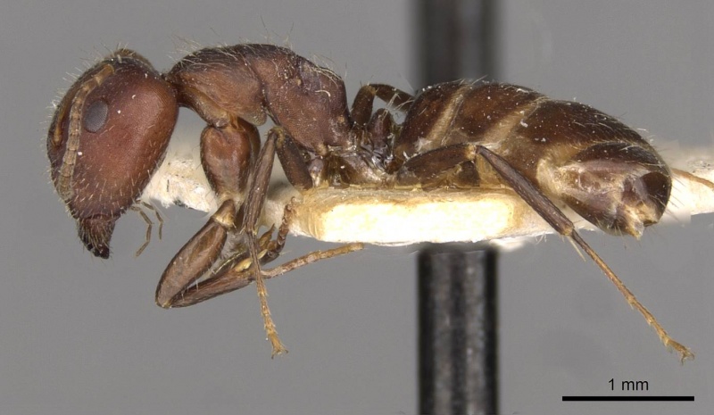 File:Camponotus reticulatus casent0910528 p 1 high.jpg