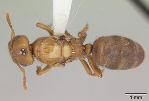 Cladomyrma crypteroniae casent0173918 dorsal 1.jpg