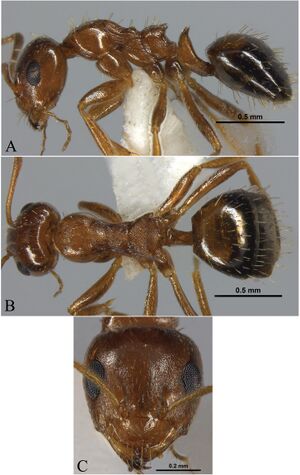 Harshana, A., Dey, D. 2022. Taxonomic studies on the ant genus Lepisiota in India with description of four new species (10.1080@00305316.2022.2125096), Fig. 2.jpg