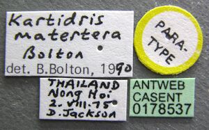 Kartidris matertera casent0178537 label 1.jpg