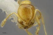 Solenopsis Molesta - Antwiki