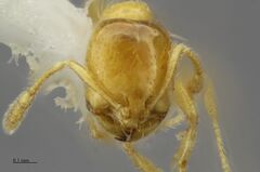 Solenopsis molesta - AntWiki