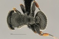 MCZ Cataulacus granulatus had3 2.jpg