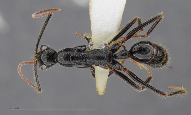 File:MCZ ENT Leptogenys leiothorax had 1x.jpg