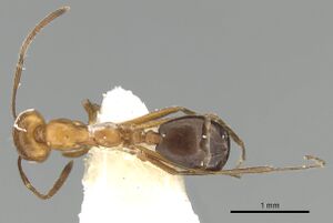 Monomorium niloticum casent0249836 d 2 high.jpg