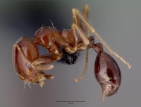 Monomorium robustior casent0008626 profile 1.jpg