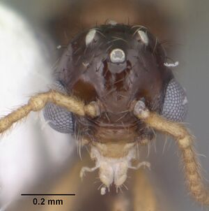 Myrmecina americana casent0104121 head 1.jpg