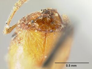 Pheidole bilimeki casent0601281 head 2.jpg