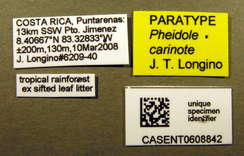 File:Pheidole carinote casent0608842 l 1 high.jpg