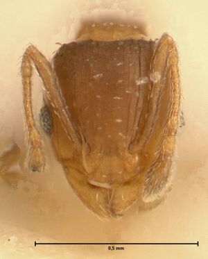 Pheidole incurvata focol1422 h 1 high.jpg