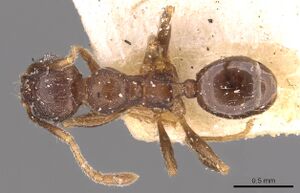 Pheidole optiva casent0908147 d 1 high.jpg