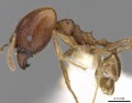 Pheidole plinii casent0281663 p 1 high.jpg