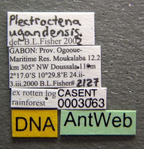 File:Plectroctena ugandensis casent0003063 label 1.jpg