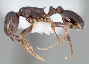 Temnothorax nevadensis casent0005685 profile 1.jpg