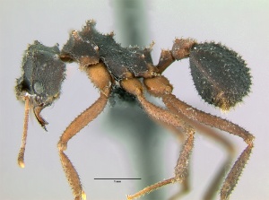 Trachymyrmex jamaicensis key 2b.jpg