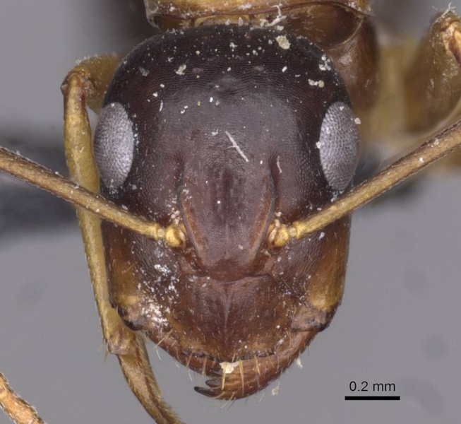 File:Camponotus andrius casent0910195 h 1 high.jpg