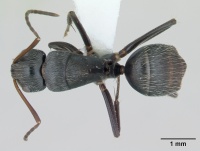 Camponotus helleri casent0173421 dorsal 1.jpg